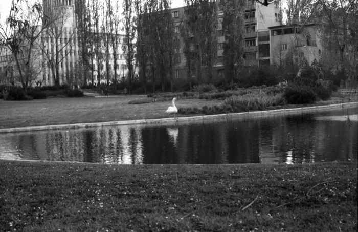 A swan in Danube Park, Novi Sad, 1965