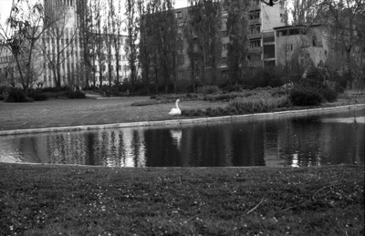 A swan in Danube Park, Novi Sad, 1965