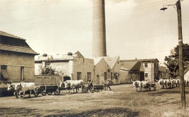 Textile Factory (Kosovo Street), Novi Sad, 1955